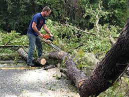 Best Tree and Shrub Care  in Selah, WA