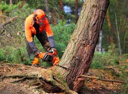 Best Tree Removal Service  in Selah, WA