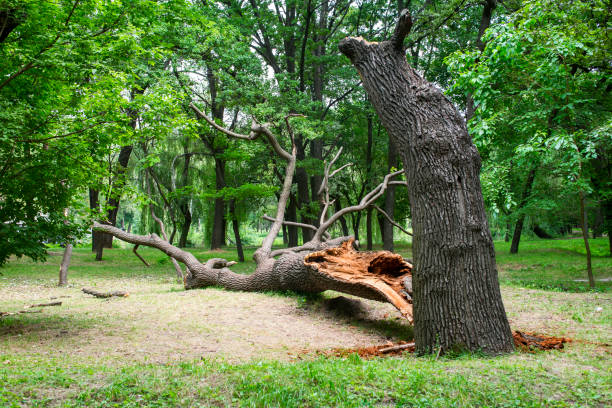 How Our Tree Care Process Works  in  Selah, WA