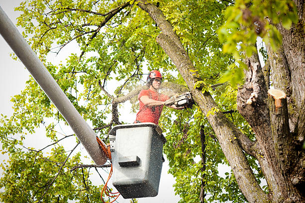 Best Hedge Trimming  in Selah, WA