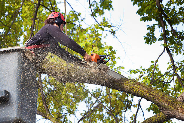 Best Palm Tree Trimming  in Selah, WA