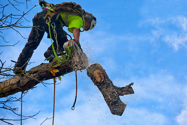 Leaf Removal in Selah, WA