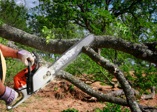 Best Tree Mulching  in Selah, WA